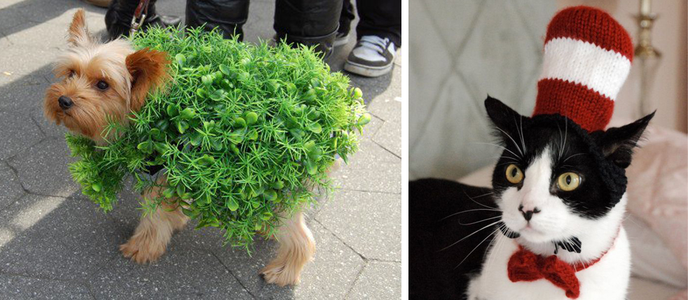 It's always fun to dress up your pet. Just make sure your pet is having fun too!