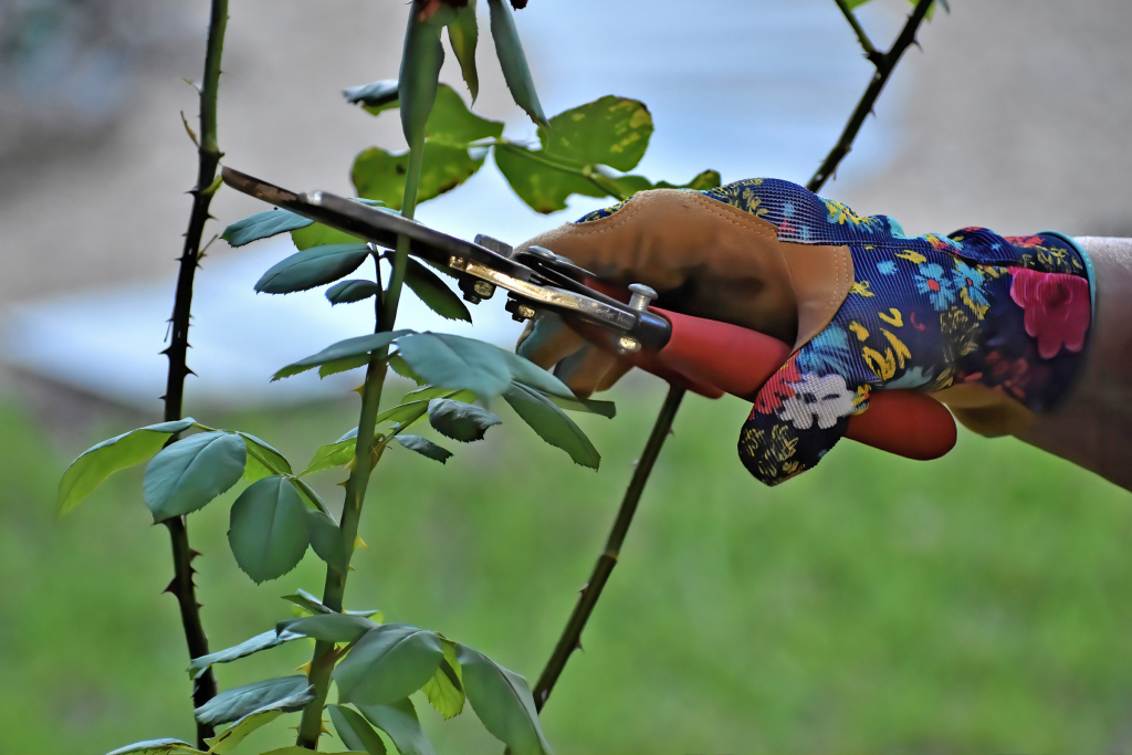 Pruning roses pruners Geranium Blog