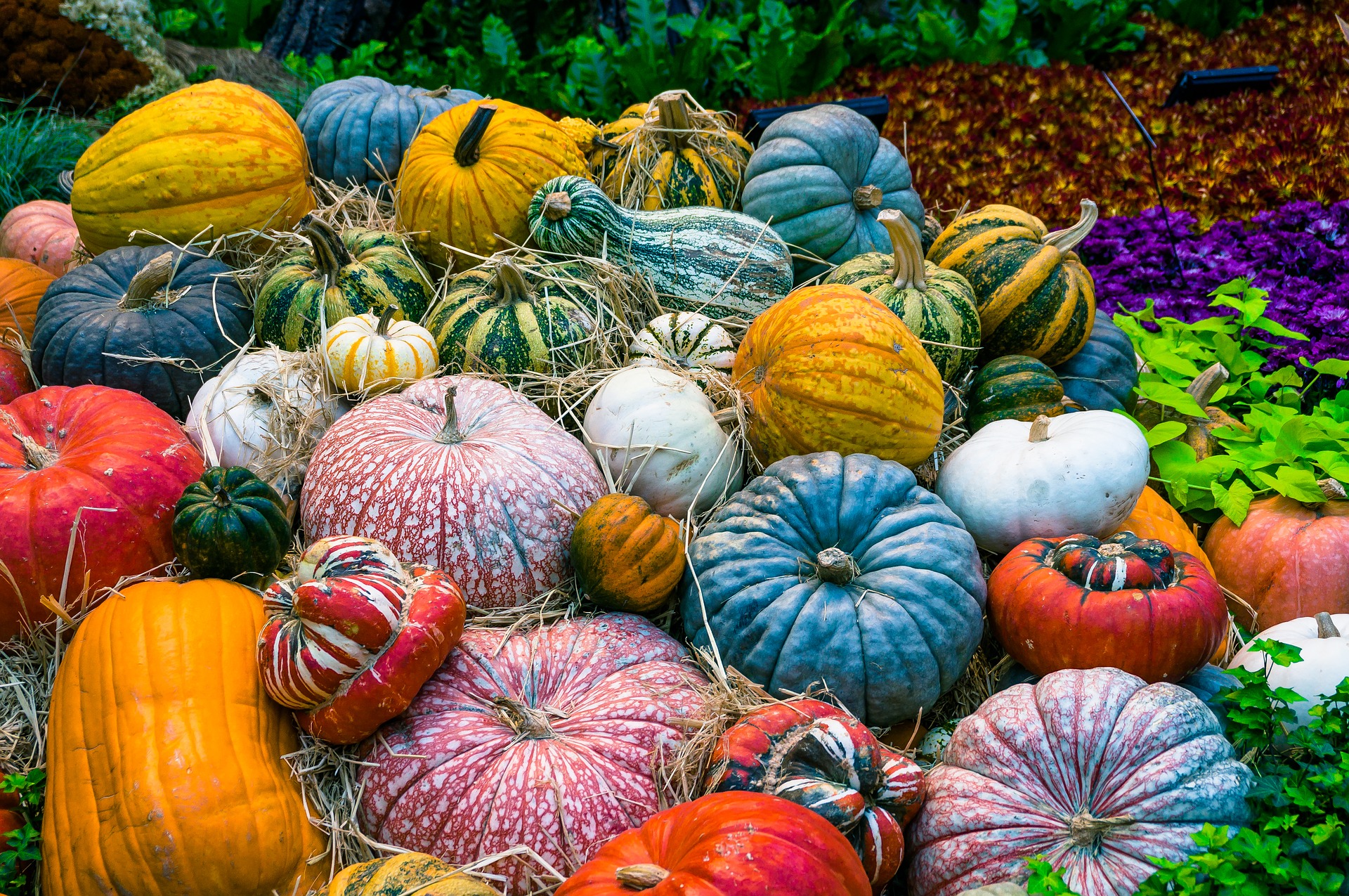 a-guide-to-pumpkin-types-geranium-blog