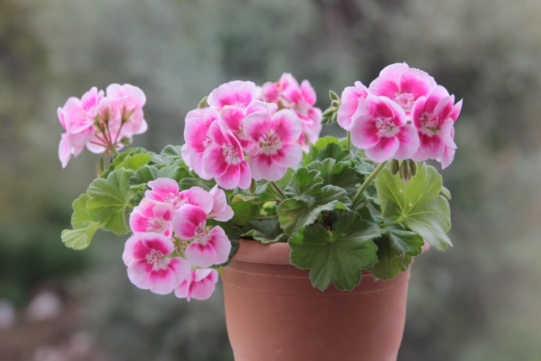 How To Plant and Grow Geraniums Geranium Blog