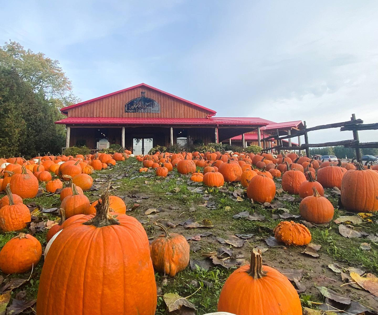 willowtreefarms Geranium Blog