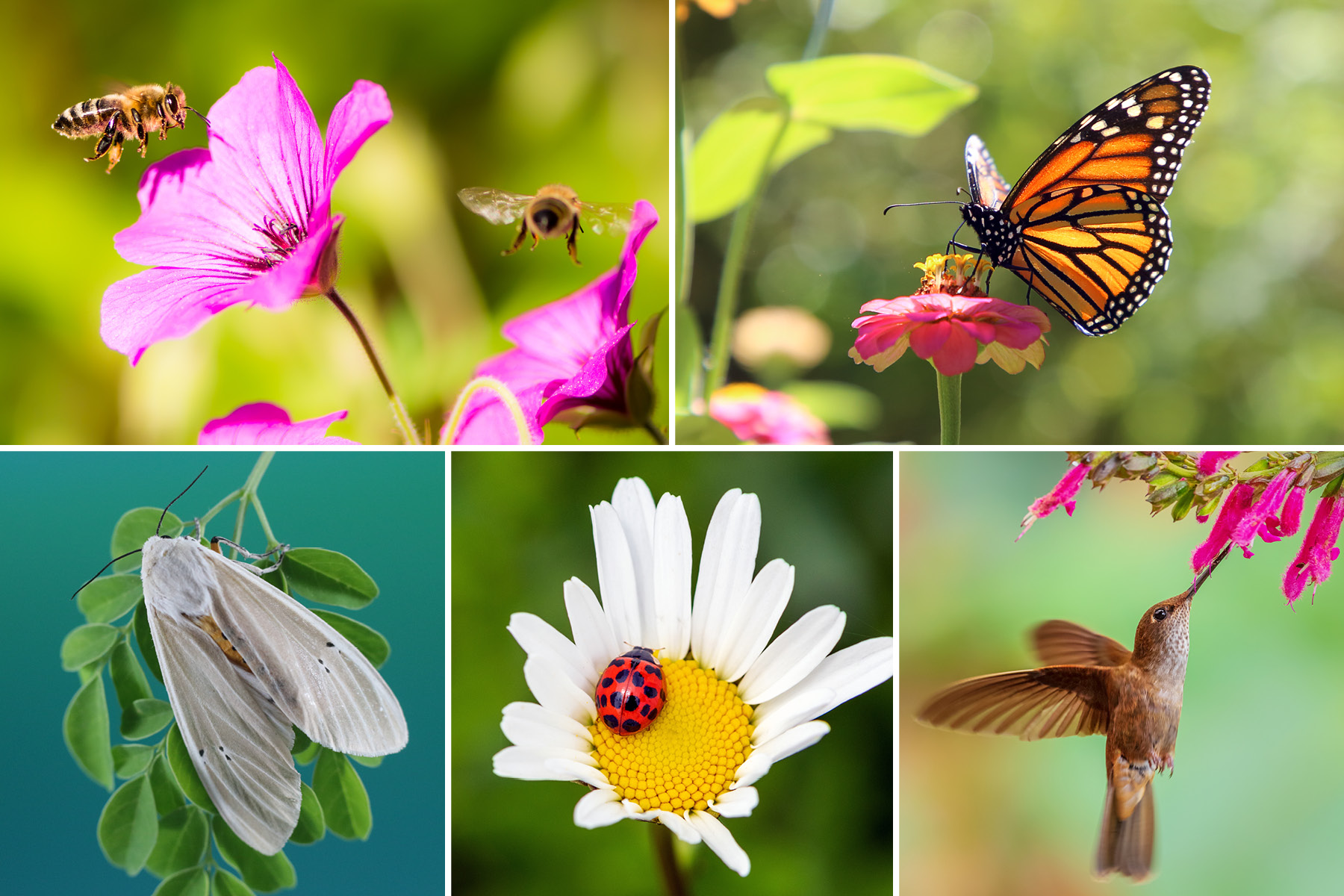 Attracting Pollinators To Your Garden | Geranium Blog
