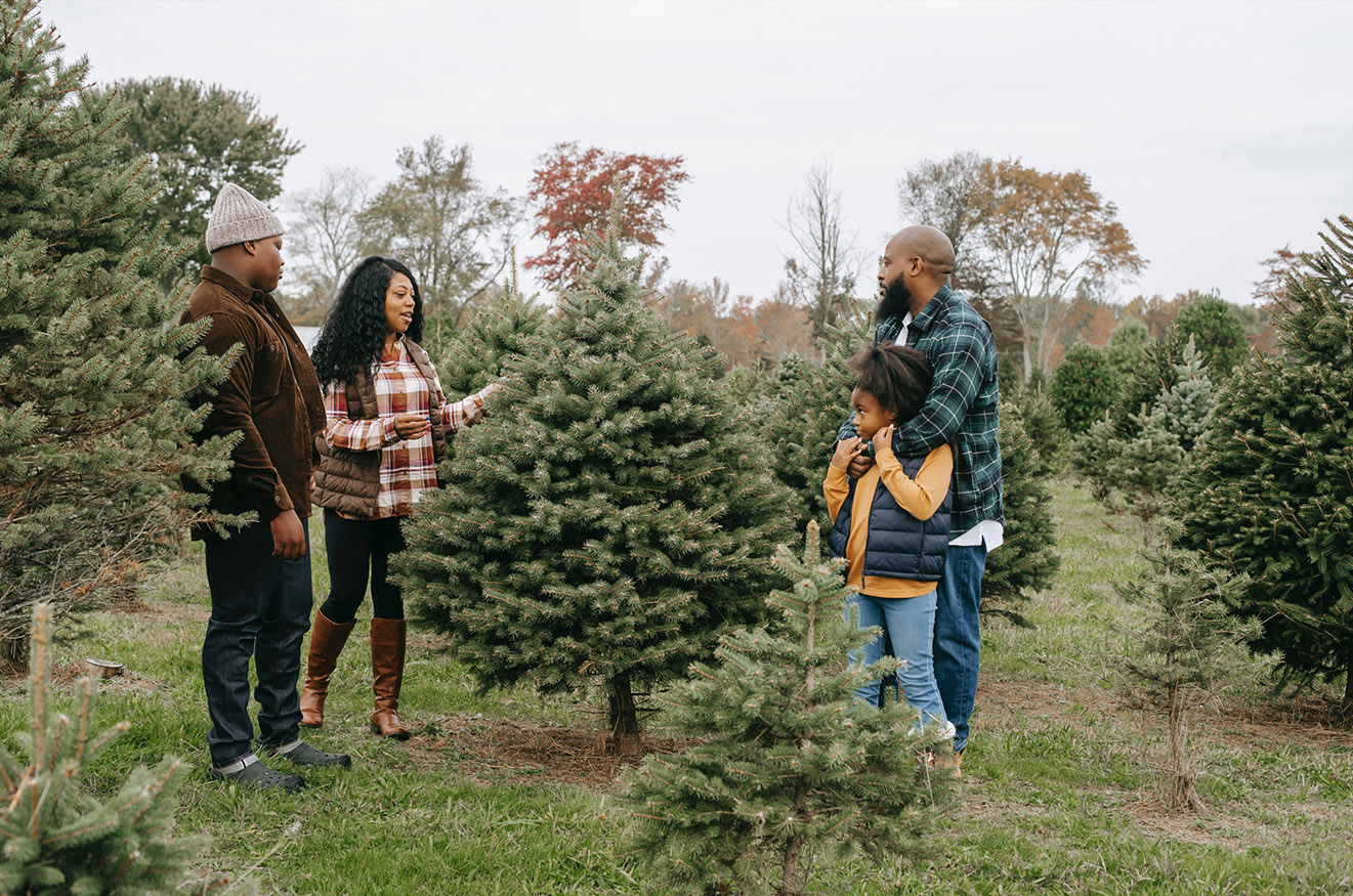 Tips For Success With Your Live Christmas Tree Geranium Blog