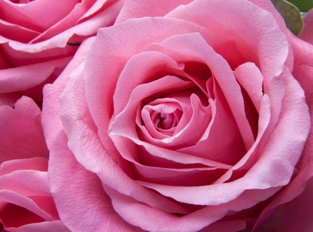 Pink roses express love, gratitude and appreciation
