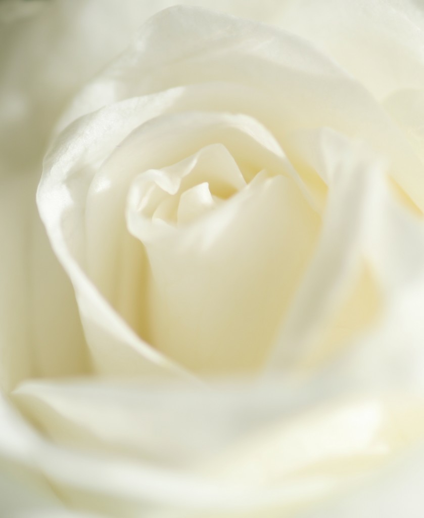 The white rose says new love