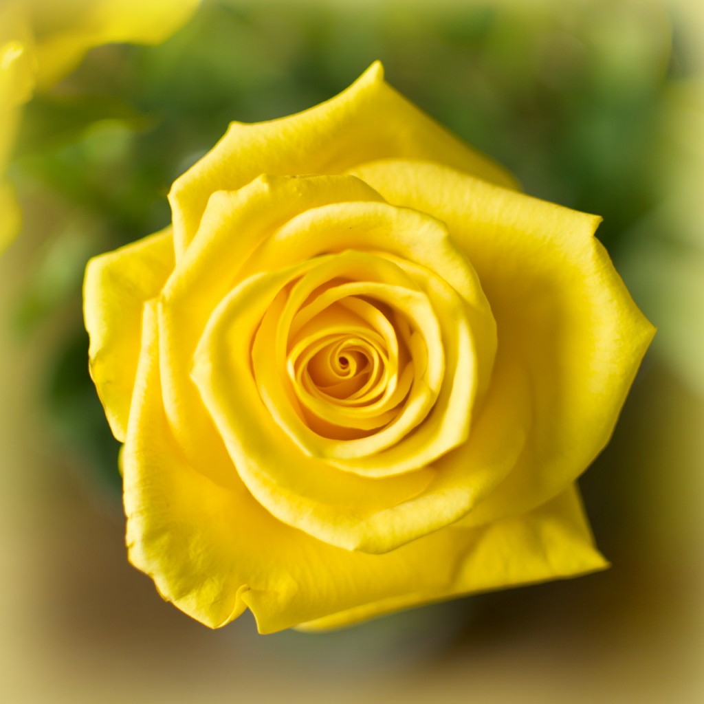 Yellow roses are for friendship