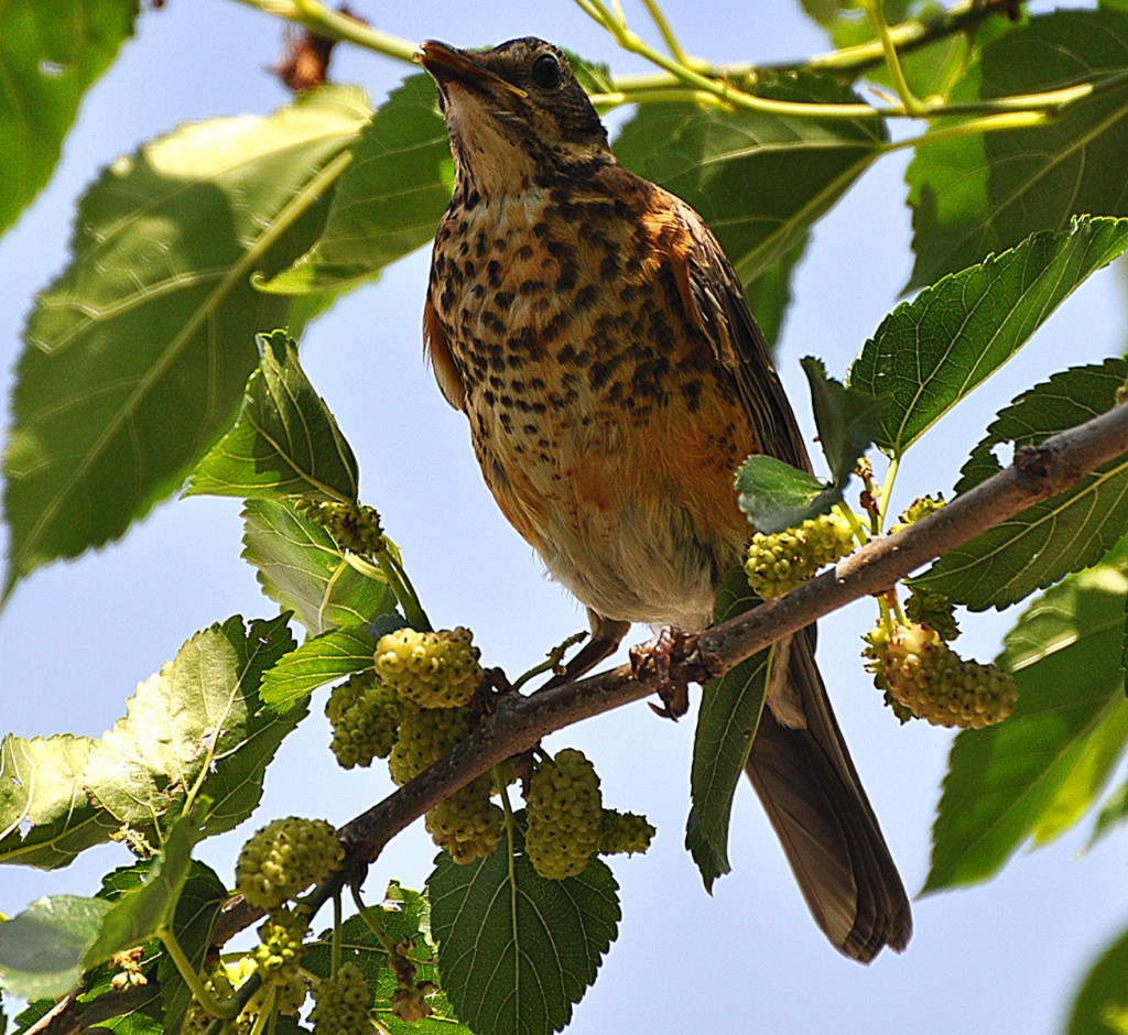 Baby Robin anxious for the berries to ripen