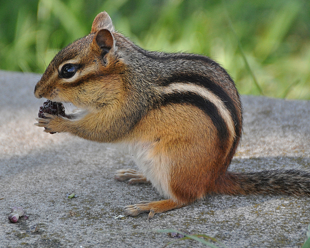 Even the chipmunks love the berries. 