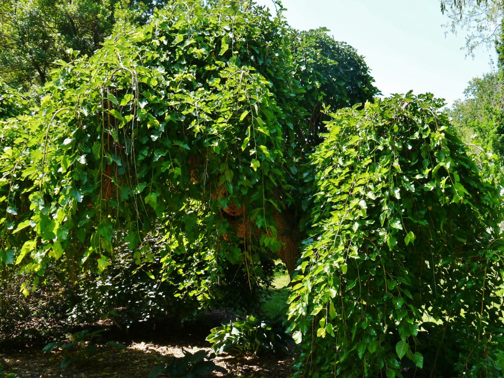 A full grown Mulberry before trimming