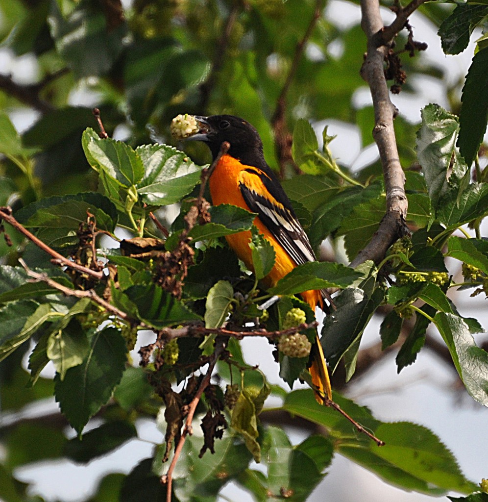 Mulberries will attract many bird species, like this Oriole, but can prove to be messy.