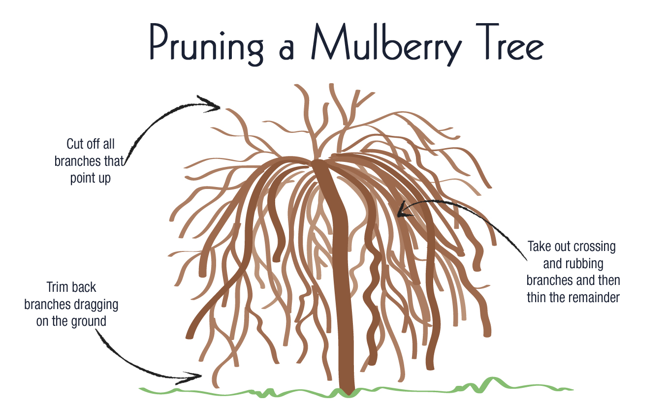 Weeping Mulberry Trees