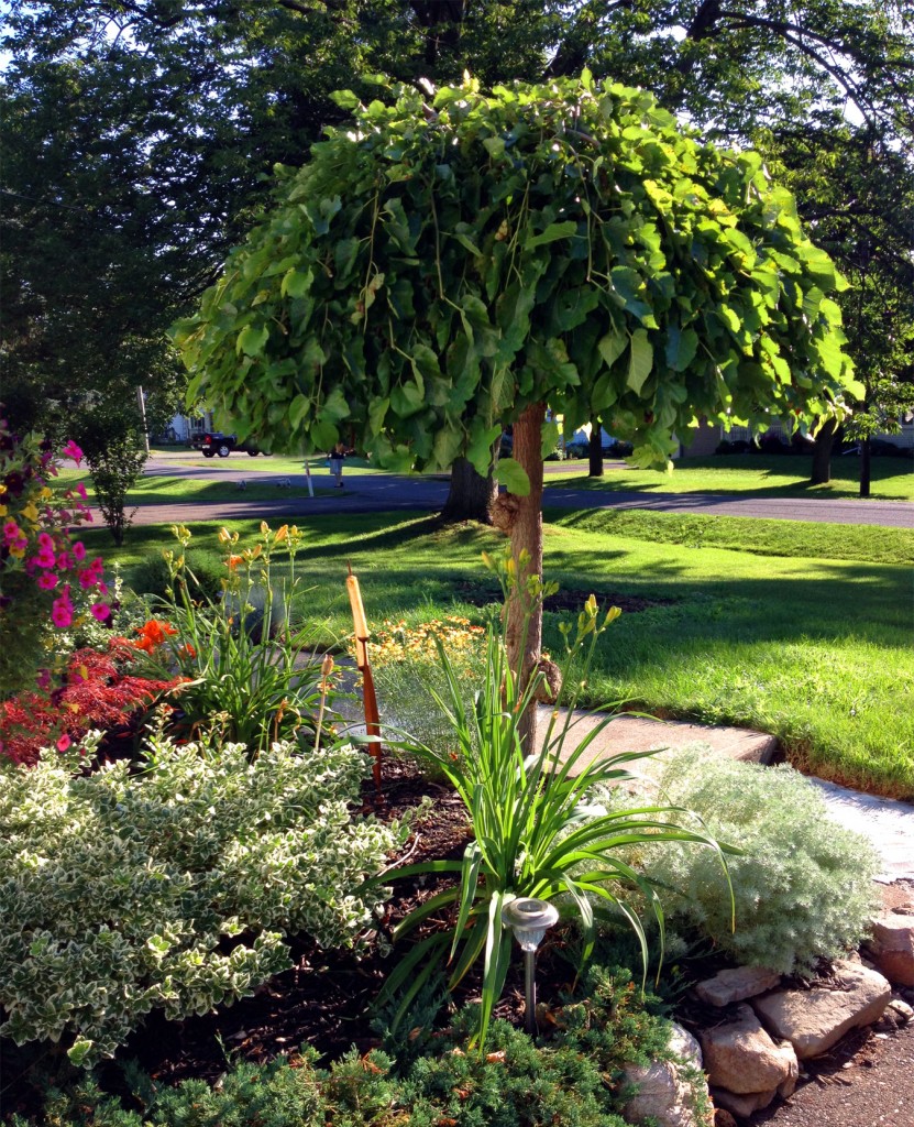 A Dwarf Everbearing Weeping Mulberry