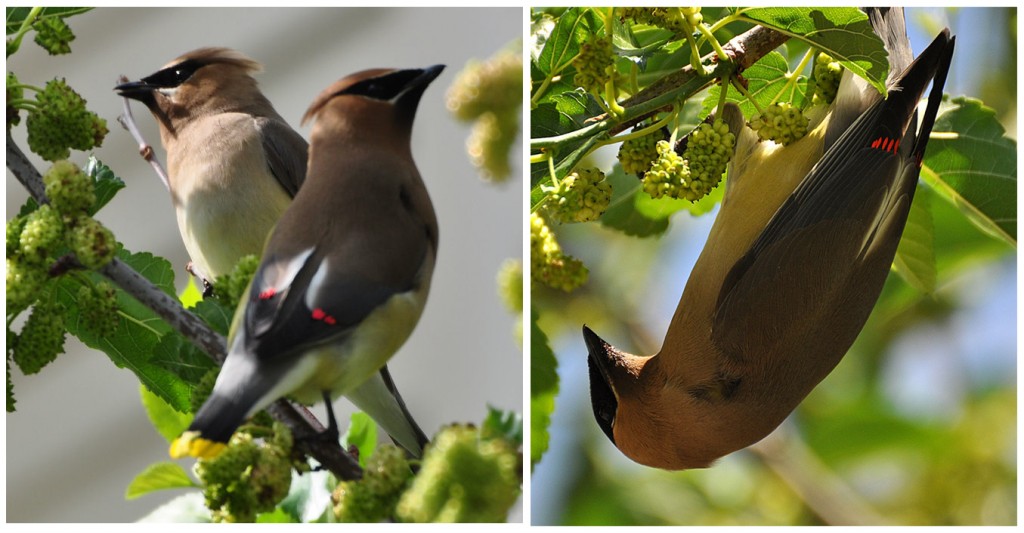 Lovely shots of Waxwings in Lorna's Mulberry.