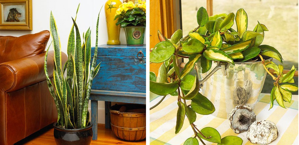Houseplants add life to any room of the home