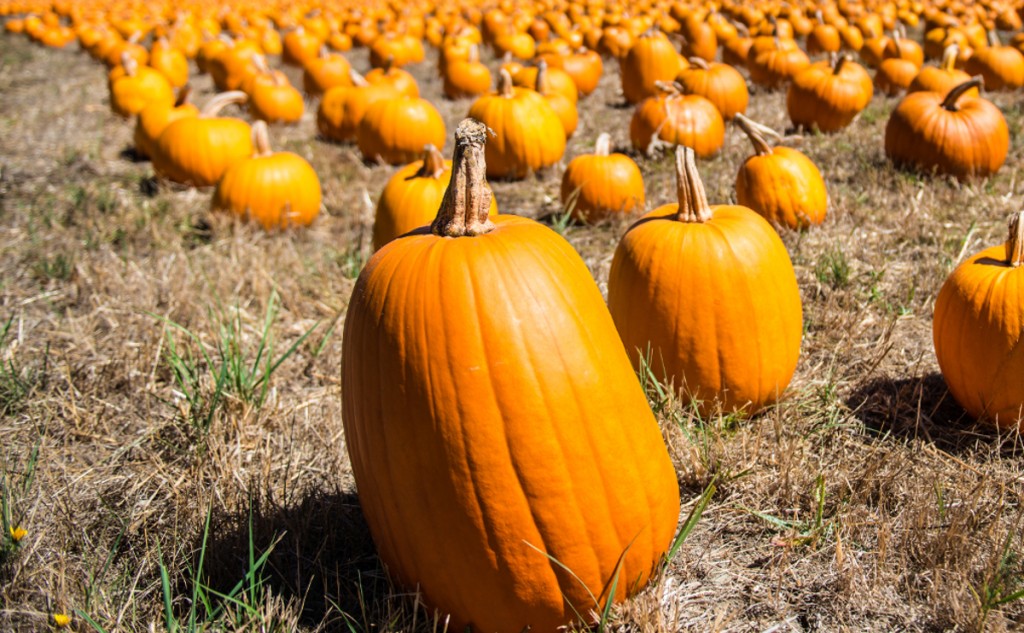 It’s easy to get lost in the diverse world of pumpkin things, so know what you want before you get there