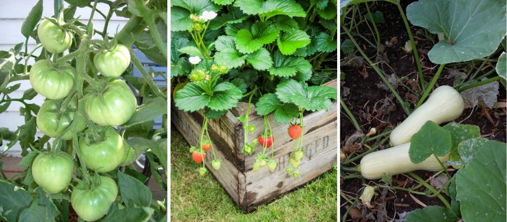 Planting your own vegetables or fruit is a great step to green living.