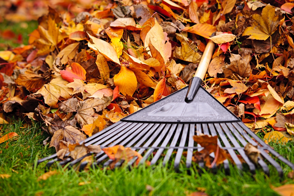 Fall leaves in the green grass with a rake laying on them