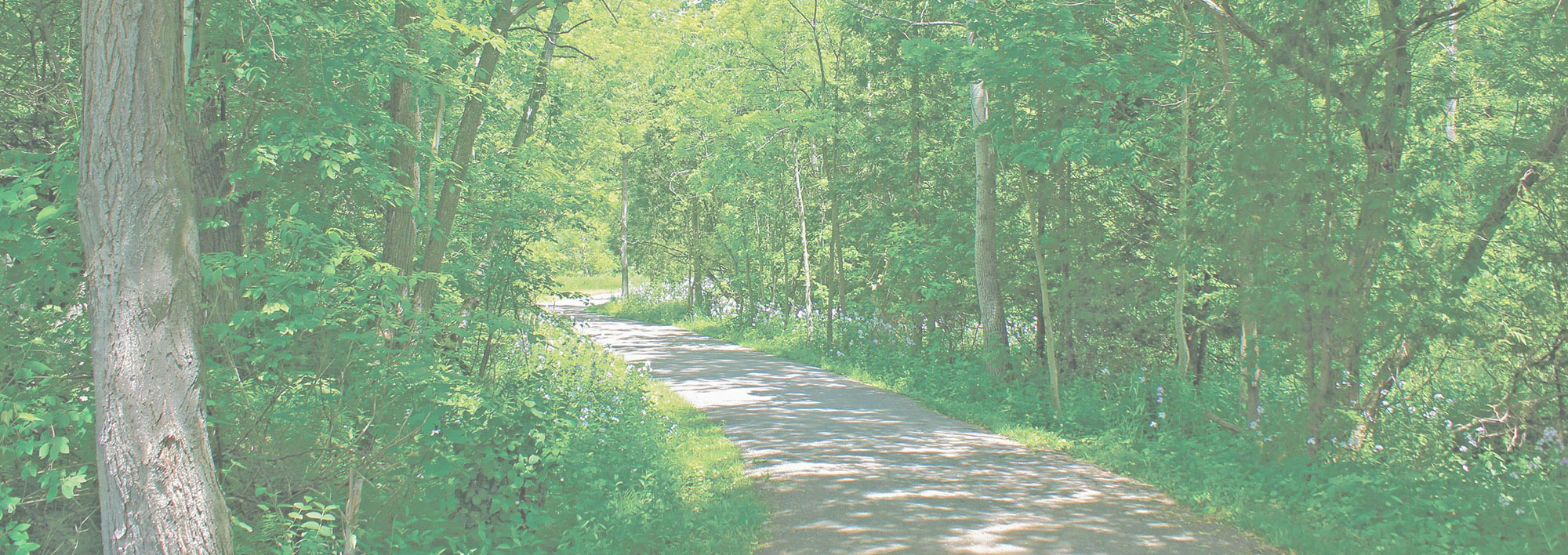 12 On The Ravine Detached Homes Scarborough Geranium detached homes scarborough geranium
